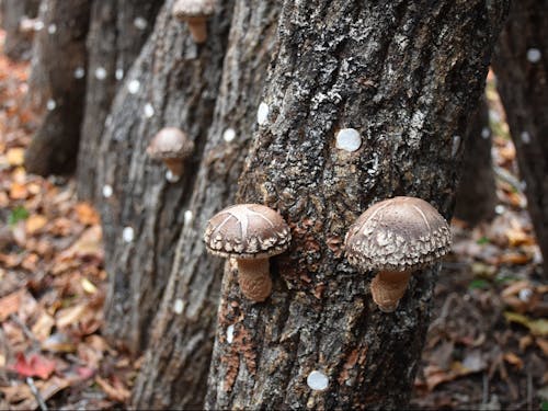 特産の原木しいたけ。山の暮らしは食材が溢れています。