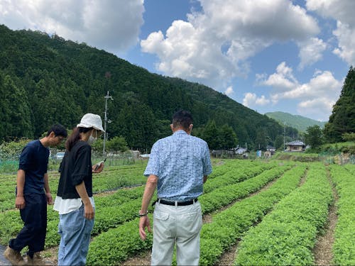 有機栽培のヨモギ農家 | 深吉野よもぎ