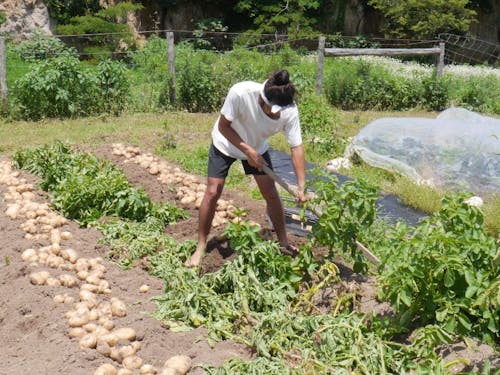 農場での仕事風景