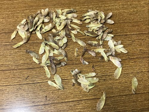 タネはどんな風に落ちていく?