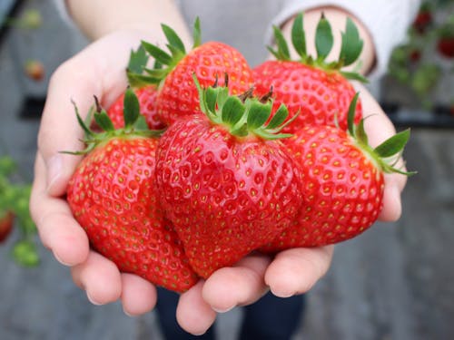 宮城県：いちご