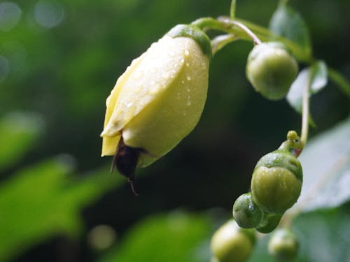 絶滅危惧2類のキレンゲショウマ