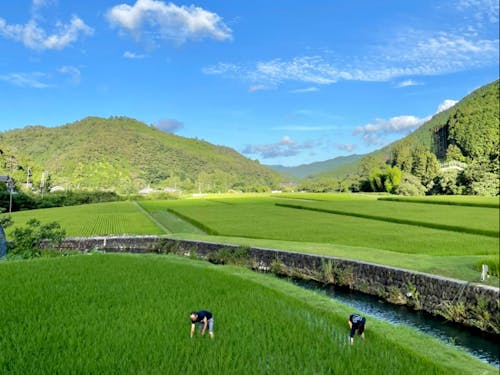 田んぼの草引きのお手伝い!