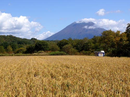 絶品の”らんこし米”