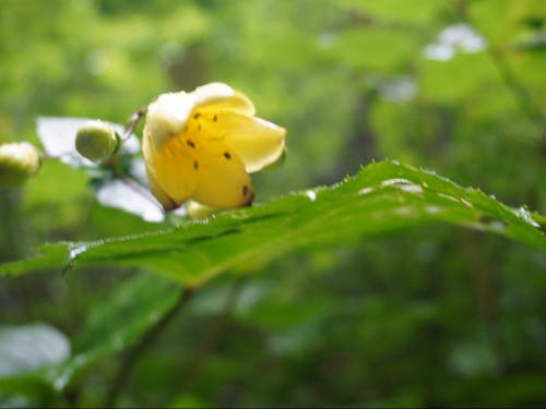 絶滅危惧2類に指定されているキレンゲショウマ