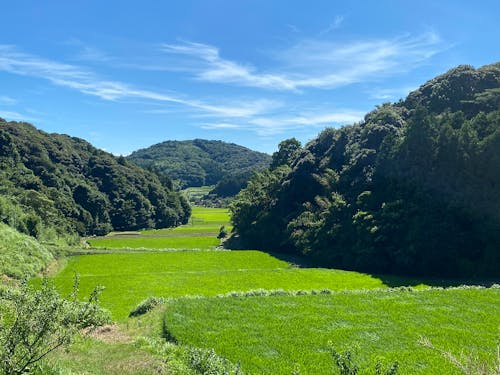 桜山総合公園の入り口から臨む豊かな棚田