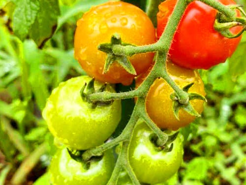 荒沢小で育てている野菜たち