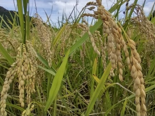 たわわに実った稲穂