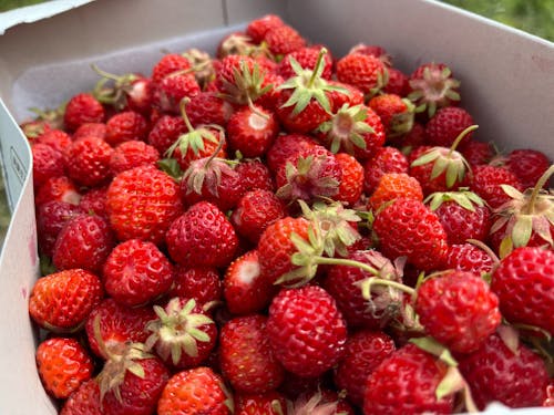 春には露地栽培のイチゴも採れる、自慢の畑!