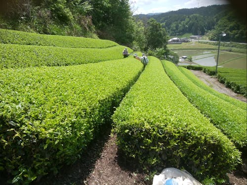 あおあおとしたお茶畑!