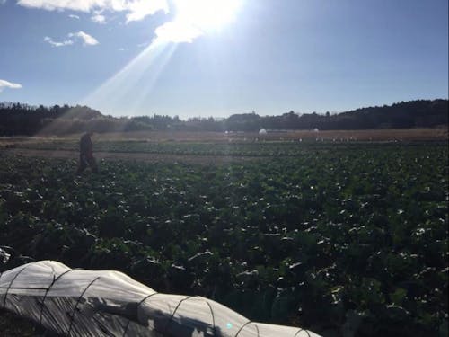 小川地区の農場