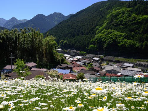 自然に囲まれた集落