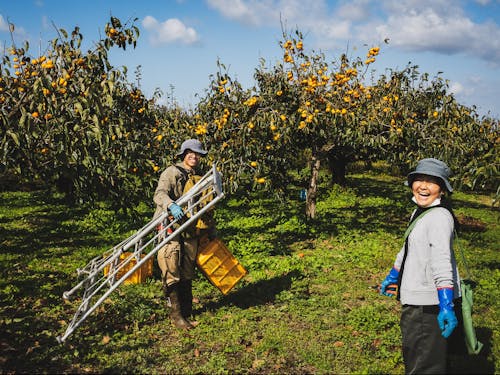 運営メンバーの庄内柿収穫の様子