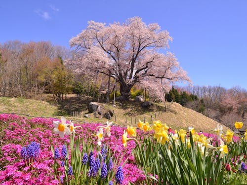 春の古殿(県桜番付横綱の越代の桜)