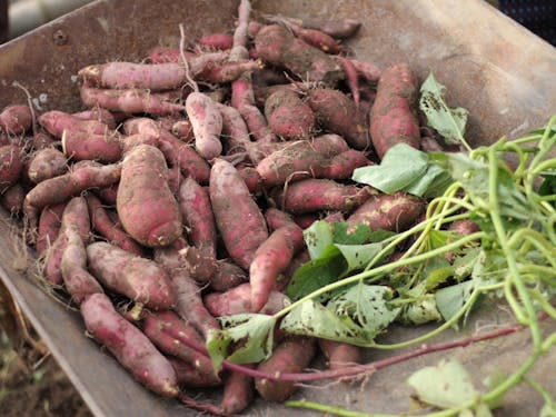 イモの収穫を報告したり。