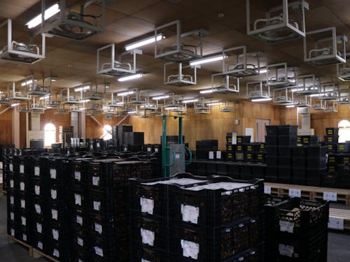 温度と湿度が管理された球根乾燥室。10月には写真のように球根で埋め尽くされます。