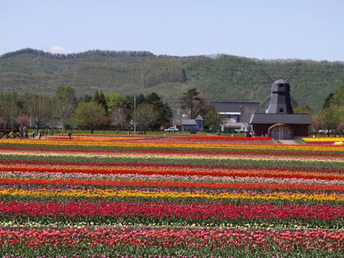 公園奥側から見た開花ピーク時の様子。