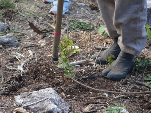 小さな苗木から森を育てる