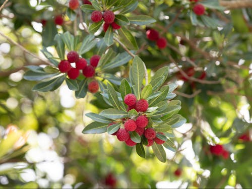 町木やまもも(山桃商品は、空港・ホテル・道の駅等でも販売中)