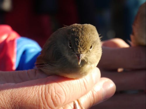 非日常体験野鳥観察(新潟ライチョウ研究会 長野氏)