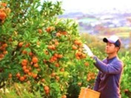 有限会社柑香園(観音山フルーツガーデン)