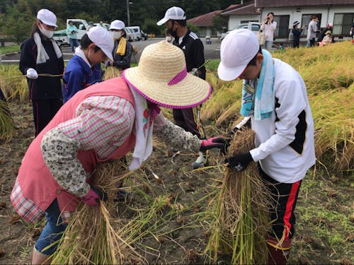 「ささラブ学園 稲刈り教室」