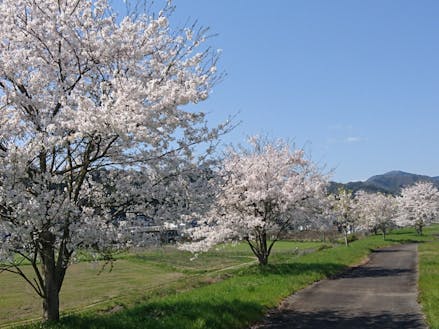 春の桜づつみを散歩するもよし