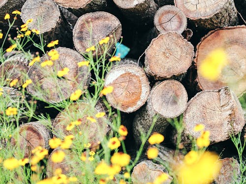 家を自分でつくっちゃう人など、秘境の資源を活かして暮らしをつくる人に出会うことができます。