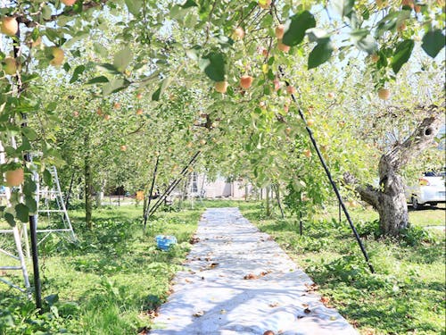 前の農園主から受け継いだ大切なりんごたち