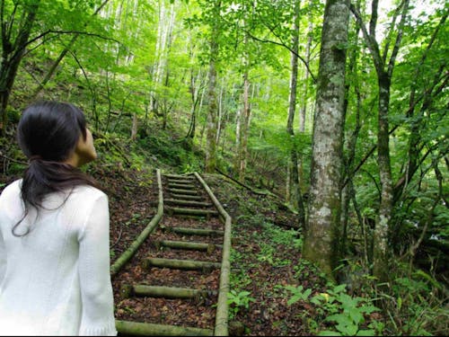 上野村の森をオンラインで体感し、リフレッシュをしましょう!