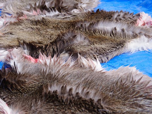 まだ革でなくて皮です、塩漬けしていきます