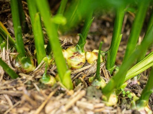 今回の研修で収穫する四万十町のしょうが