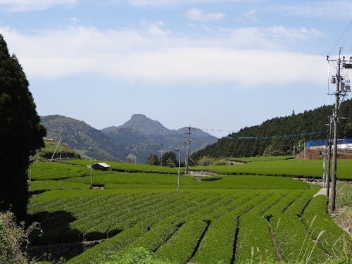 むこうまで全部茶畑!(茶団地)