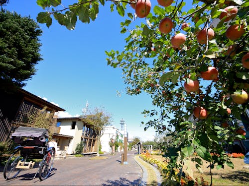 街のシンボル　りんご並木