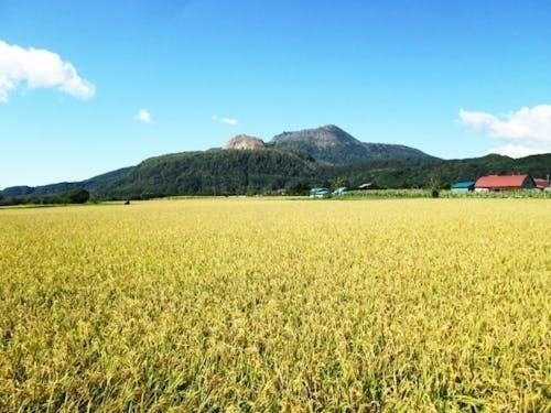 秋には稲穂が織りなす金色の絨毯