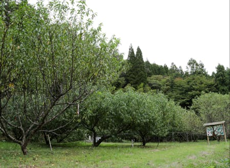 鞍井地区に自生するクライモモの栽培に成功した園地