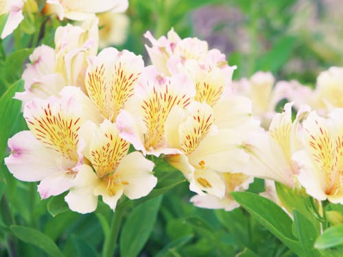 アルストロメリアの収穫