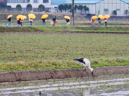 豊岡での生息を最後に一度は日本から絶滅したコウノトリ。今では「暮らしの中にコウノトリ」が当たり前の風景に