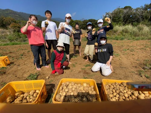 農業ボランティアでジャガイモ掘り