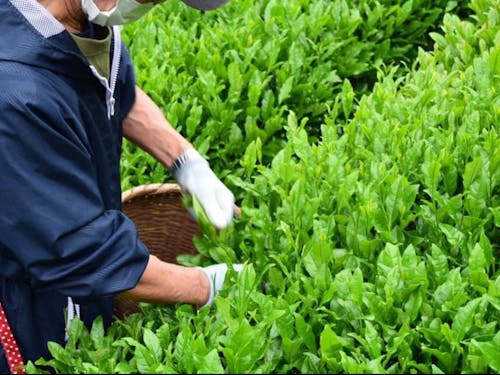 お茶摘みの様子(写真提供:地域農家さん「坂本屋」)