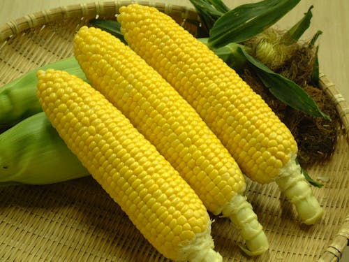 もろこし、レタス、きゅうりの栽培が多いです