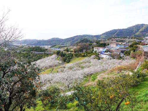 上秋津地域の風景