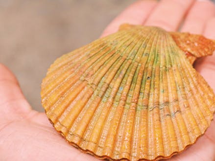 貝殻の色が鮮やかなアッパッパ貝