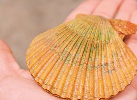 地域おこし協力隊募集 南伊勢町から全国へ アッパッパ貝の魅力伝道師 になりたい方募集 移住スカウトサービス Smout スマウト 地域おこし協力隊募集 南伊勢町から全国へ アッパッパ貝の魅力伝道師 になりたい方募集 移住スカウトサービス Smout スマウト