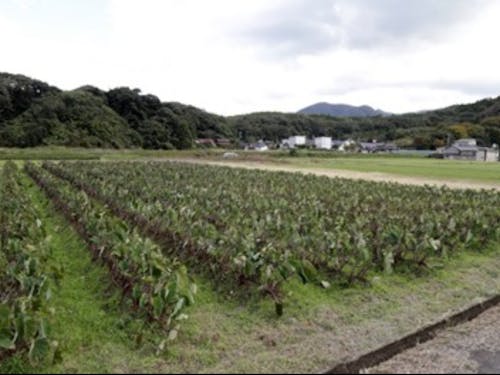海老芋の圃場