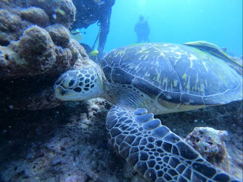 海に出ればウミガメやマンタにも会えます