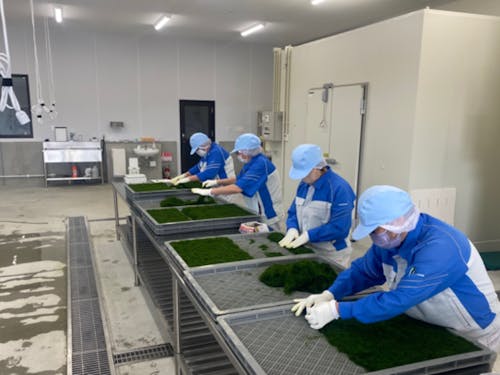 スジアオノリを並べる作業風景