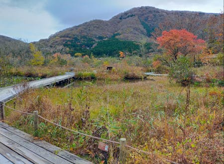 秋に色づく箱根