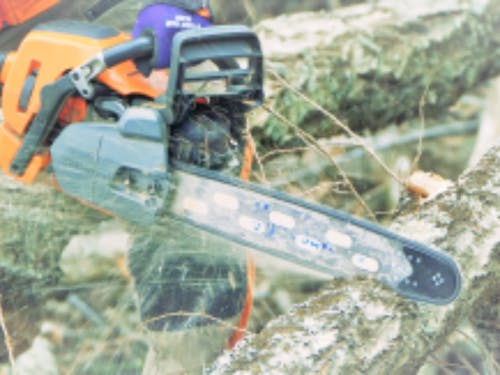 チェーンソーを操作して伐倒体験!(イメージ)