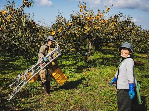 運営メンバーの庄内柿収穫の様子